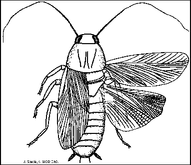 Cockroach In Flight