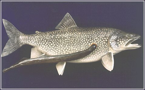 Fish   on Swimming In The Sea Lamprey