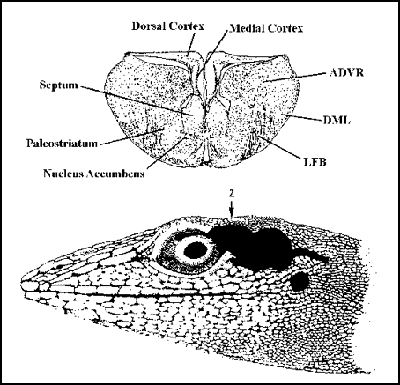 lizard external anatomy