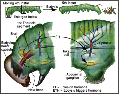 Neuroethology: Ecdysis in Manduca Sexta