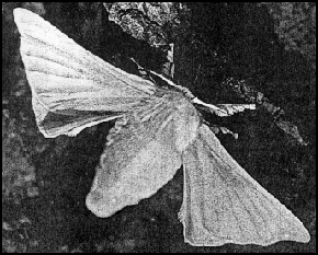 silkworm moth female