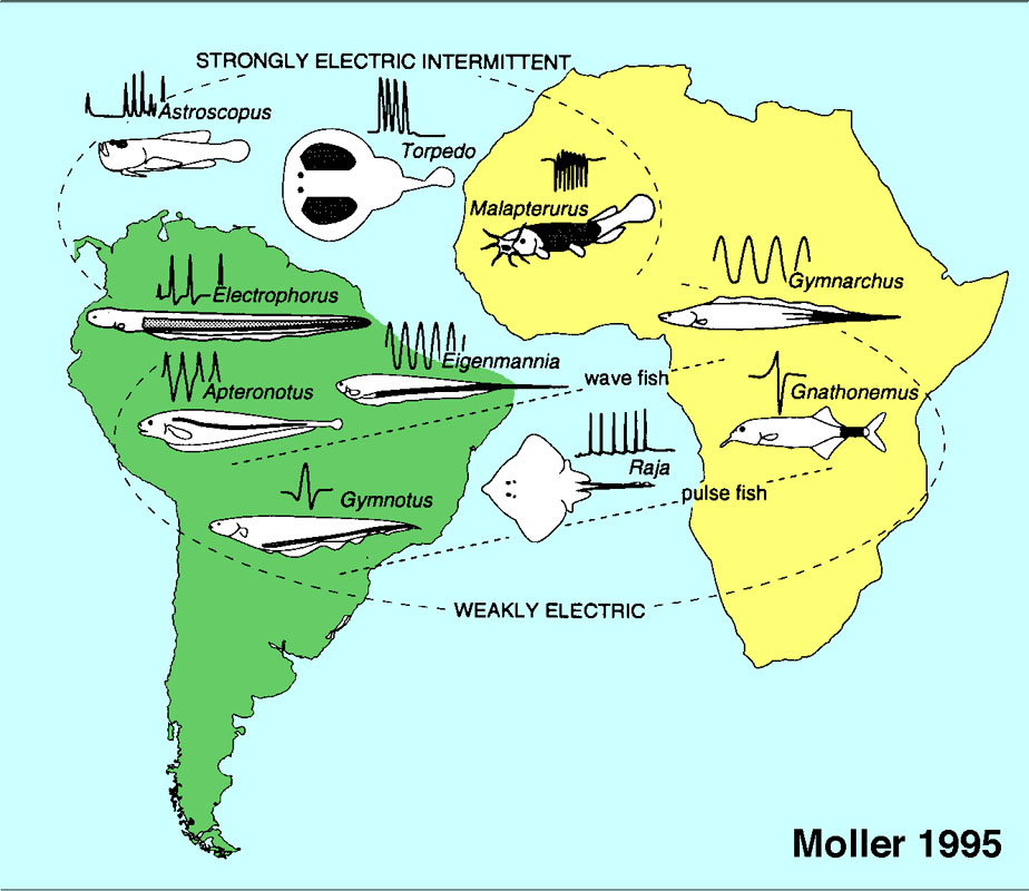 The shocking tactic electric fish use to collectively sense the